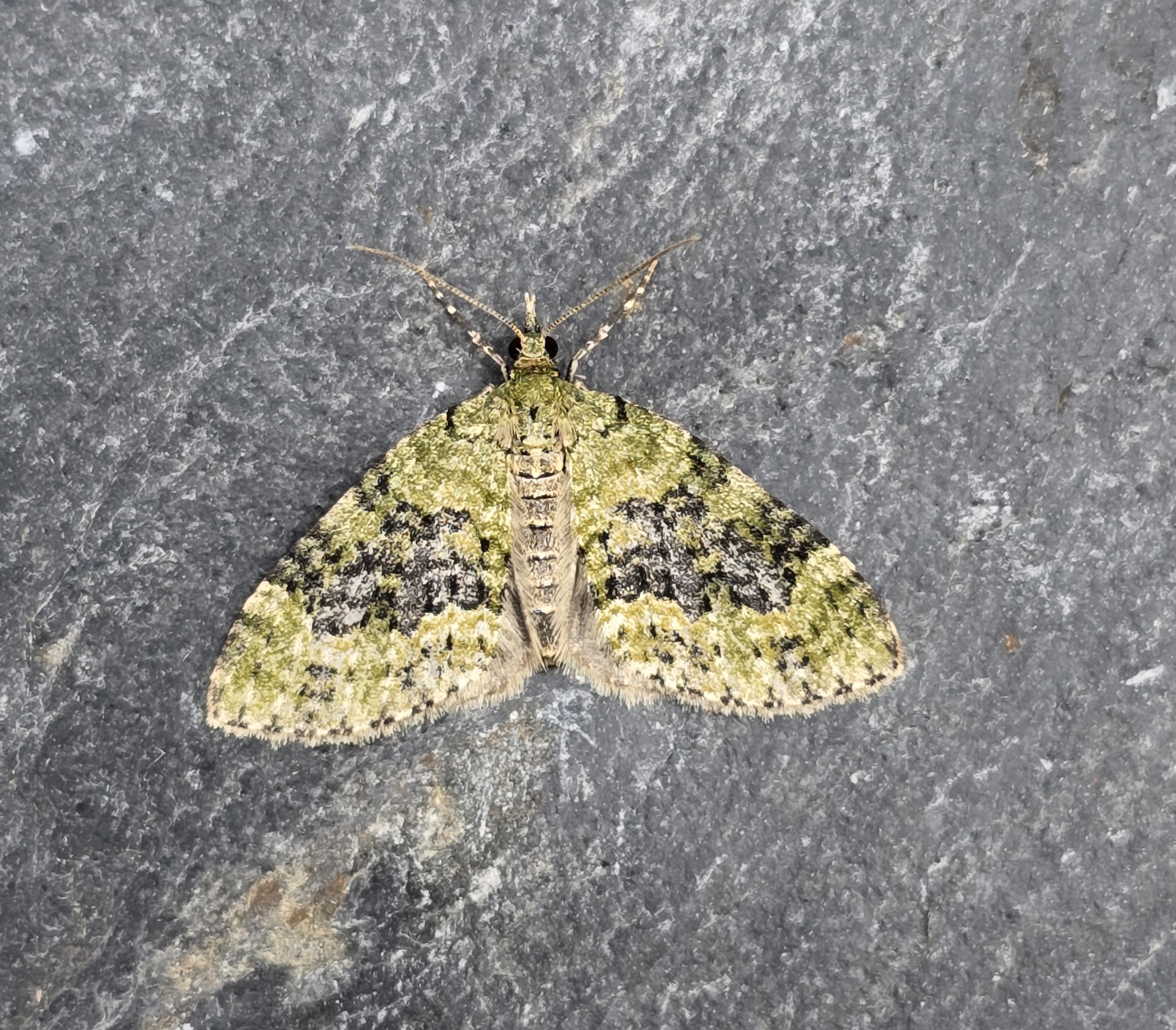 Photo of Yellow-barred Brindle (Acasis viretata)